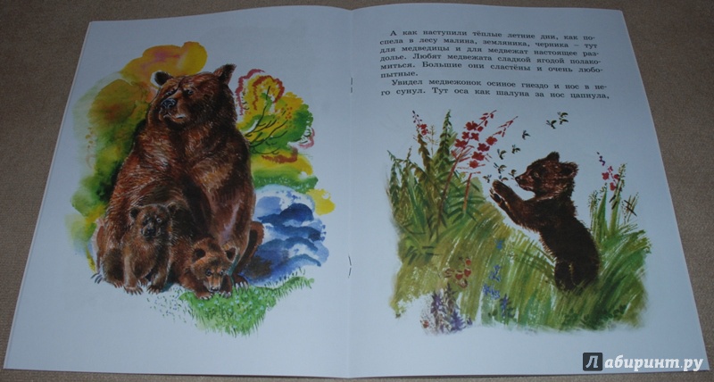 Иллюстрация 7 из 44 для Как медведь в лесу живёт - Вера Чаплина | Лабиринт - книги. Источник: Книжный кот