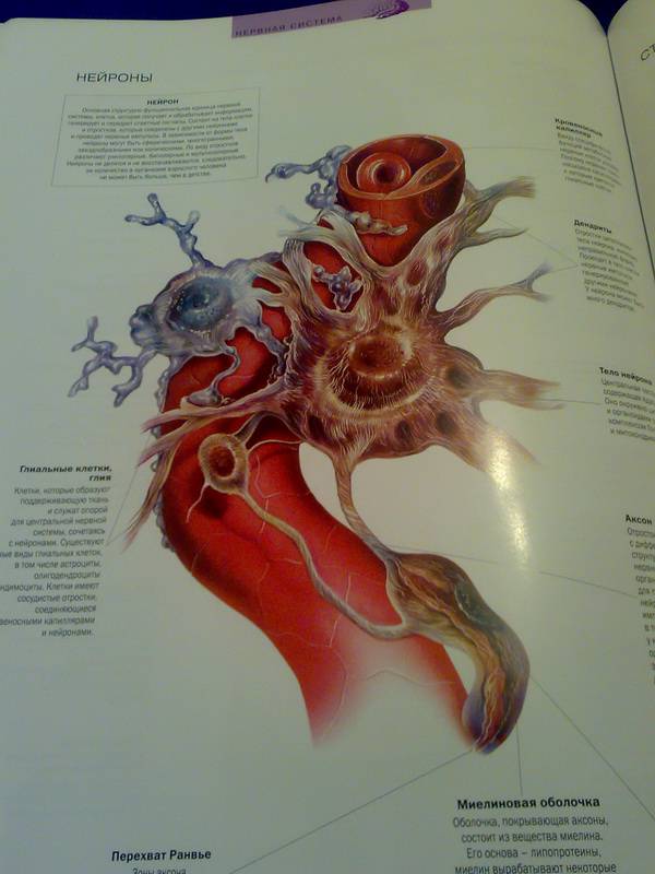 Иллюстрация 8 из 13 для Атлас анатомии человека - Виге, Орте | Лабиринт - книги. Источник: Ялина