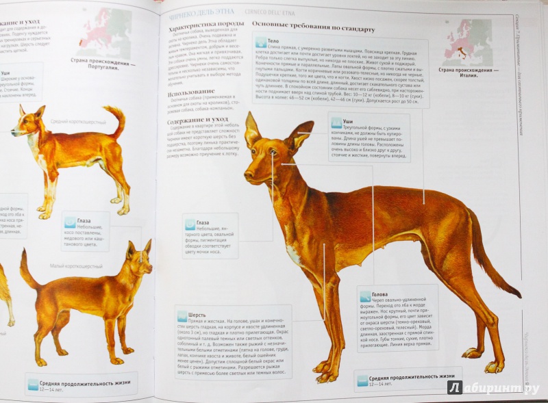 Иллюстрация 13 из 22 для Собаки | Лабиринт - книги. Источник: saadet63
