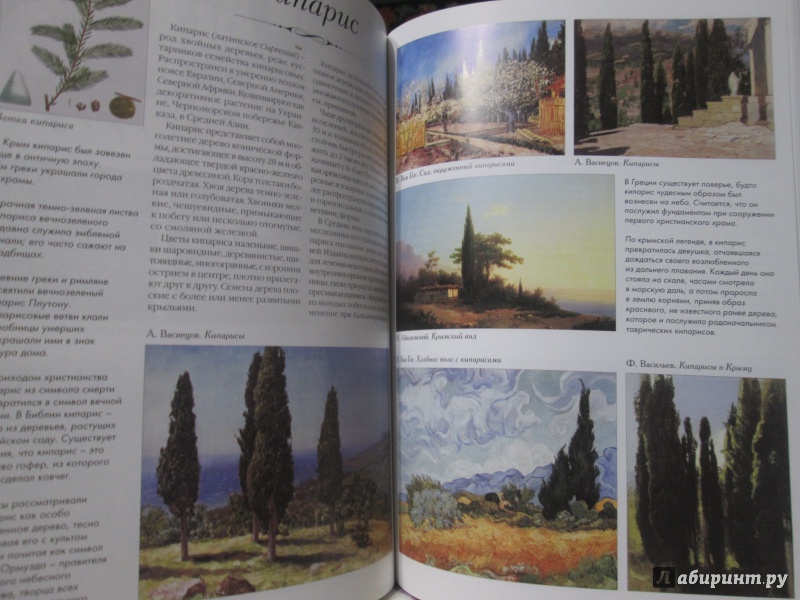 Иллюстрация 17 из 37 для Самые известные деревья. Иллюстрированная энциклопедия | Лабиринт - книги. Источник: NiNon