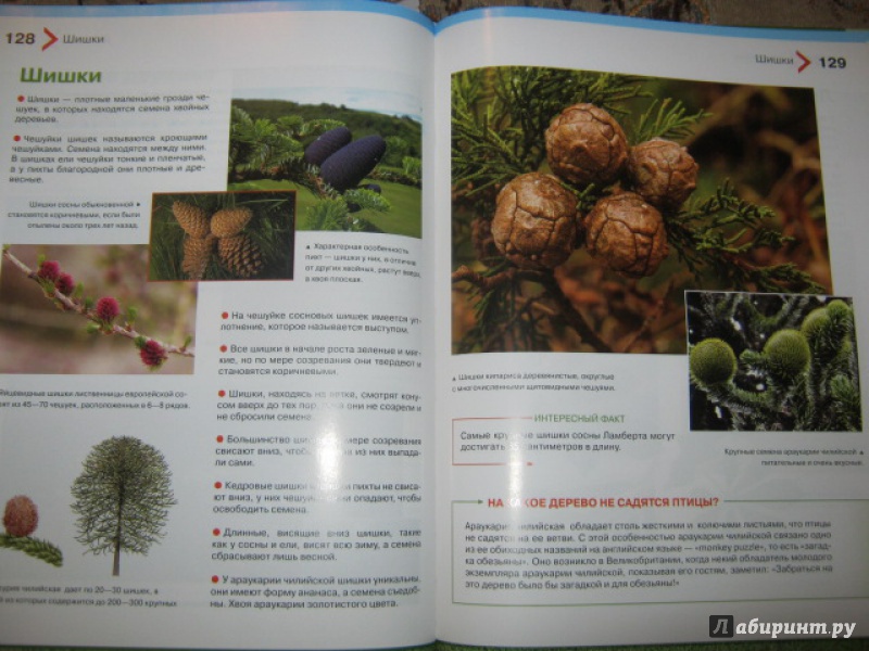 Иллюстрация 14 из 44 для Большая энциклопедия растений для детей - Brewer, Farndon | Лабиринт - книги. Источник: Евгения39