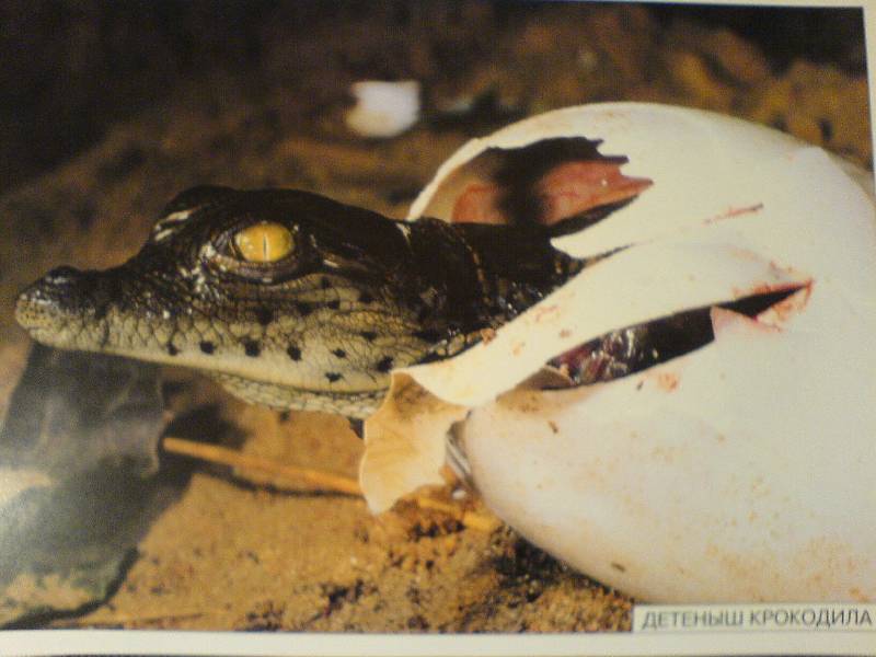 Иллюстрация 6 из 10 для Мир в картинках: Рептилии и амфибии. 3-7 лет | Лабиринт - книги. Источник: Киви