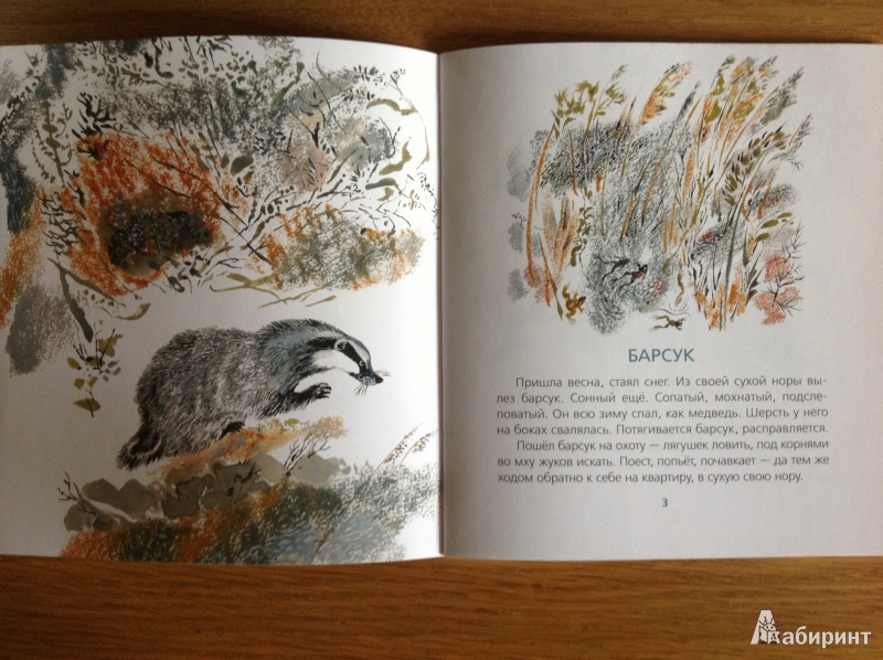 Иллюстрация 5 из 25 для В лесу - Евгений Чарушин | Лабиринт - книги. Источник: Бабанова  Оксана