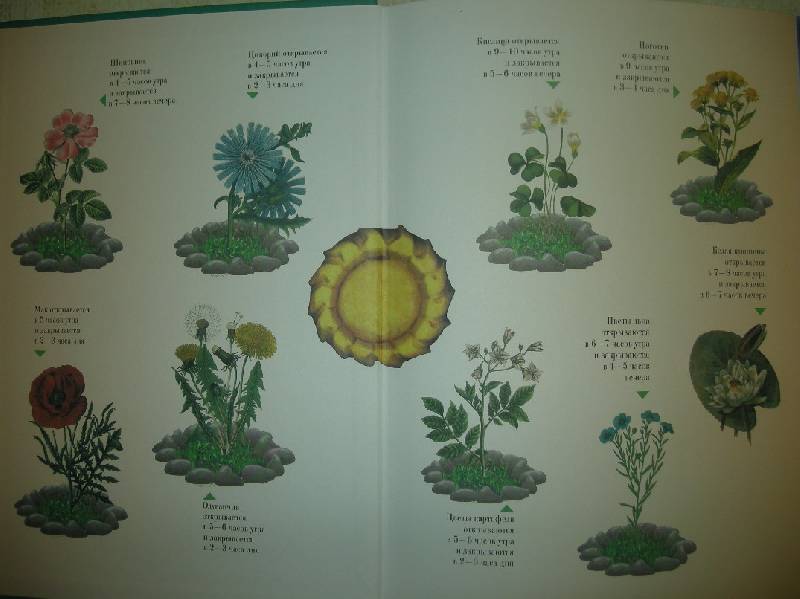Иллюстрация 36 из 49 для Занимательная ботаника - Светлана Лаврова | Лабиринт - книги. Источник: Мартынова  Анна Владимировна