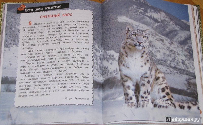 Иллюстрация 12 из 30 для Большая книга про кошек - Зощенко, Яснов, Токмакова | Лабиринт - книги. Источник: Штерн  Яна