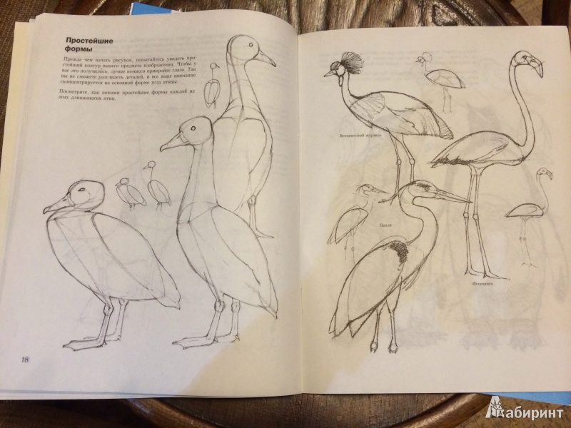 Иллюстрация 3 из 27 для Учитесь рисовать птиц - Дэвид Браун | Лабиринт - книги. Источник: Яковлева  Вера Сергеевна