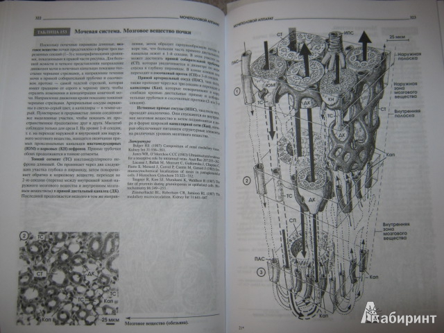 Иллюстрация 11 из 11 для Атлас микроскопической анатомии человека - Радивой Крстич | Лабиринт - книги. Источник: Евгения39