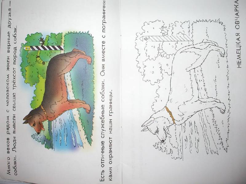 Иллюстрация 3 из 4 для Верные друзья - собаки. Раскраска для детей 5-6 лет | Лабиринт - книги. Источник: Tiger.
