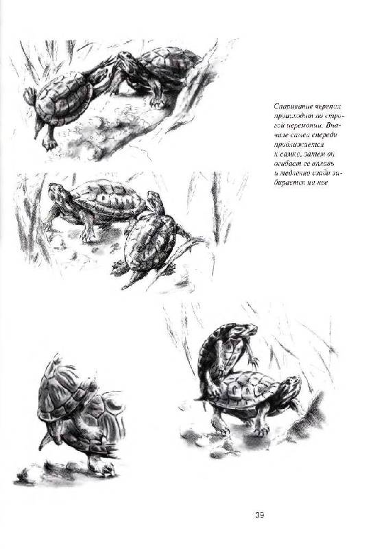 Иллюстрация 16 из 16 для Красноухие черепахи. Содержание и уход - Райнер Прашага | Лабиринт - книги. Источник: Юта
