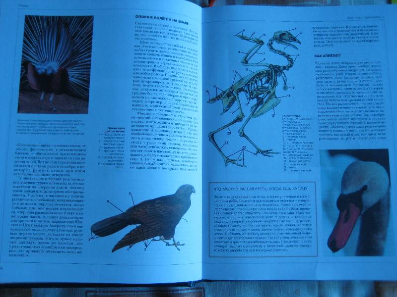 Иллюстрация 25 из 36 для Энциклопедия для детей. Птицы и звери (+CD) | Лабиринт - книги. Источник: ТОЧКА