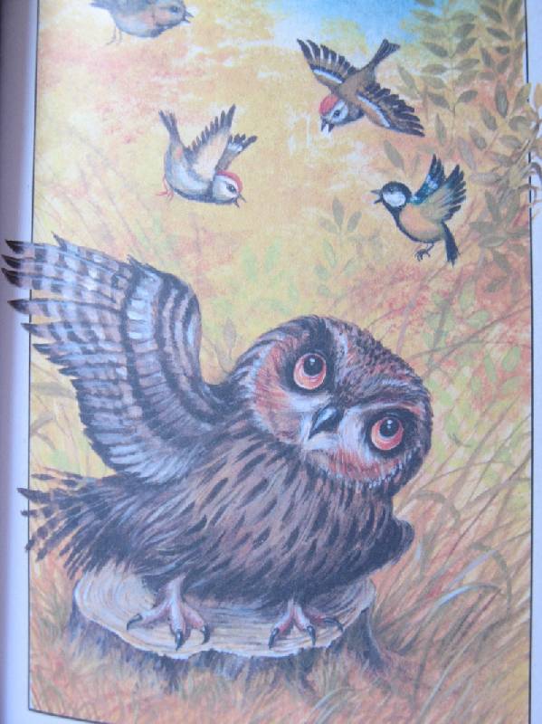 Иллюстрация 8 из 12 для Лесные происшествия - Виталий Бианки | Лабиринт - книги. Источник: Осень-рыжая подружка.