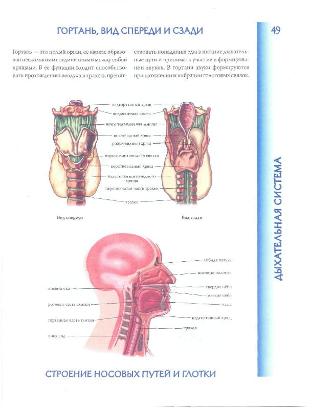 Иллюстрация 22 из 40 для Атлас анатомии человека | Лабиринт - книги. Источник: lexus