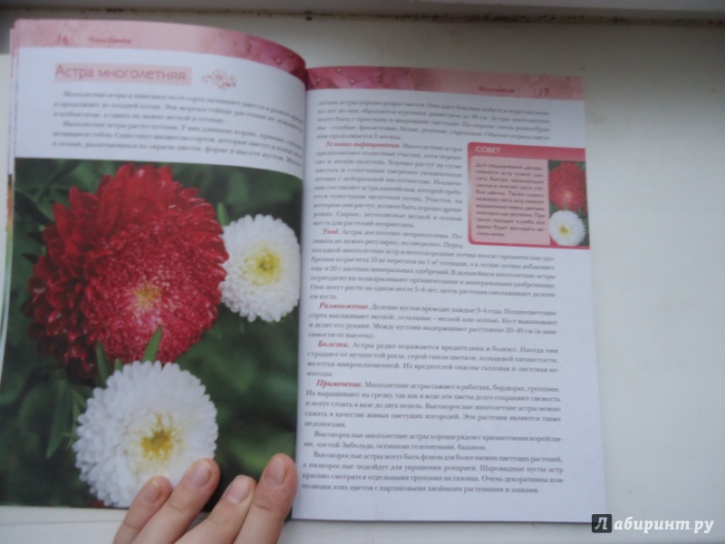 Иллюстрация 4 из 12 для Лучшие цветы для вашего сада - Ольга Городец | Лабиринт - книги. Источник: Аверьянова  Ангелина