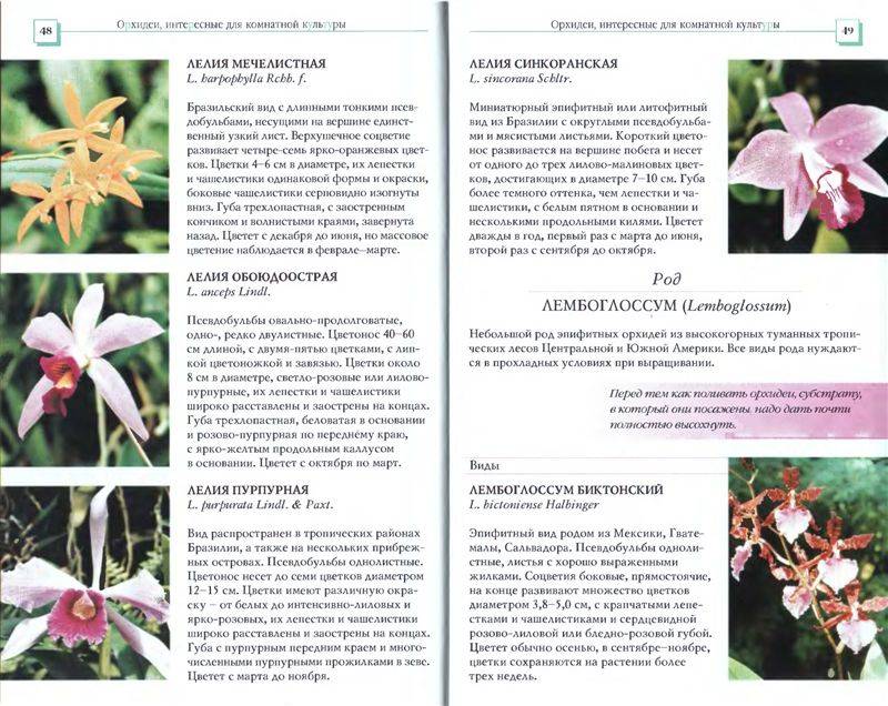 Иллюстрация 12 из 34 для Орхидеи - Коломейцева, Герасимов | Лабиринт - книги. Источник: Юта