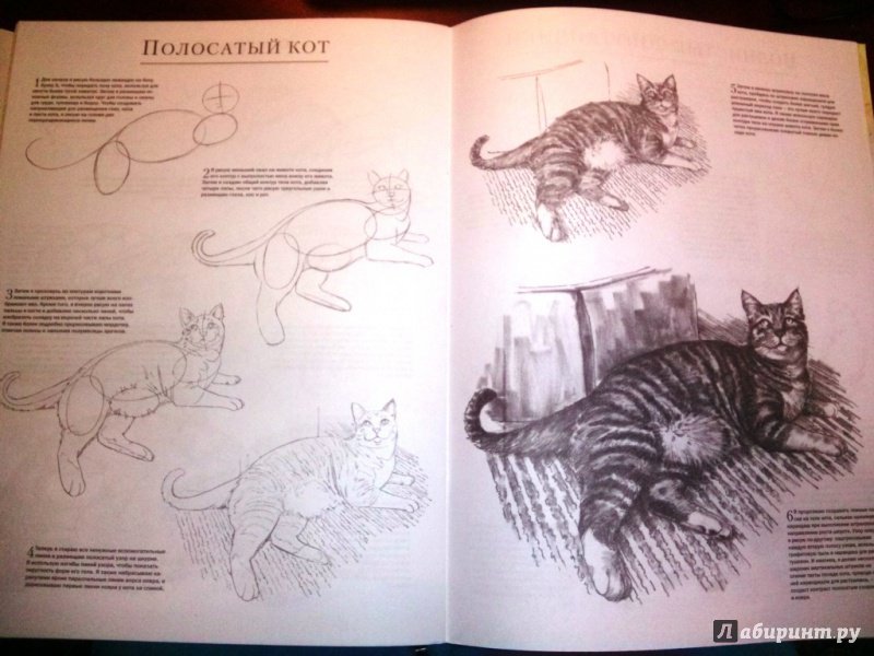Иллюстрация 12 из 15 для Домашние животные - Миа Тавонатти | Лабиринт - книги. Источник: Войтова Юлия