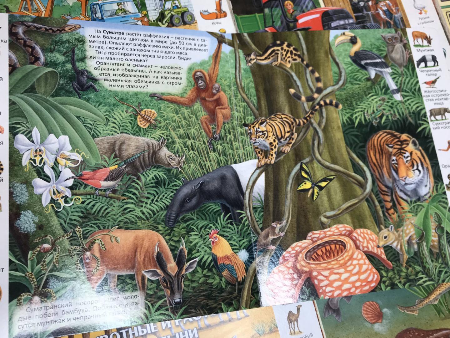 Иллюстрация 34 из 39 для Животные и растения тропических лесов | Лабиринт - книги. Источник: Оляшка