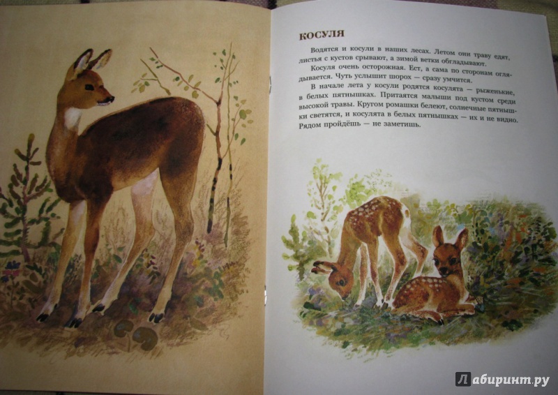 Иллюстрация 40 из 61 для В нашем лесу - Вера Чаплина | Лабиринт - книги. Источник: Бог в помощь