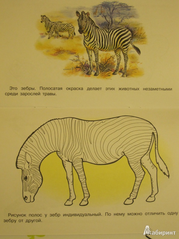 Иллюстрация 4 из 17 для Раскраска. Животные Африки | Лабиринт - книги. Источник: Theory