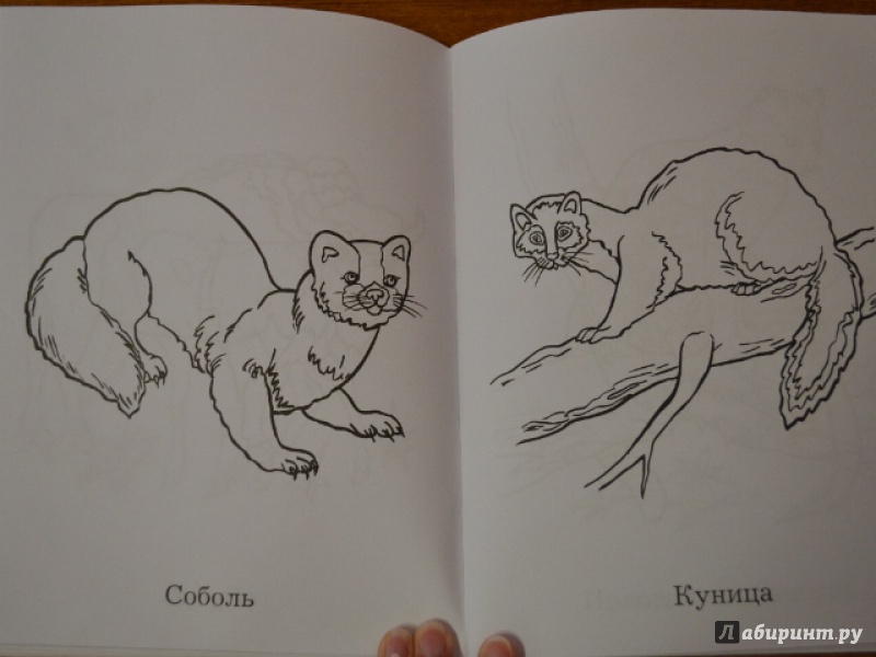 Иллюстрация 8 из 29 для Милые зверушки. Большая книга раскрасок для самых маленьких | Лабиринт - книги. Источник: Орлова Лариса