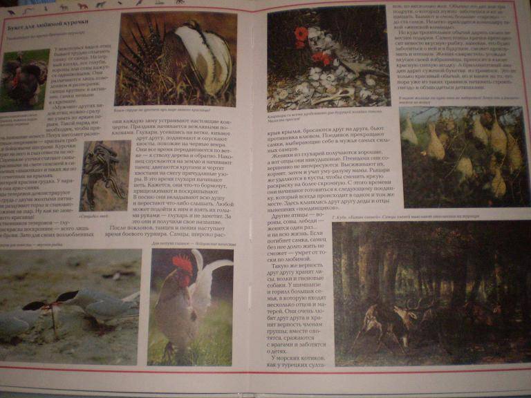 Иллюстрация 27 из 38 для Чудеса природы. Животный мир - Виктор Калашников | Лабиринт - книги. Источник: Ягодка