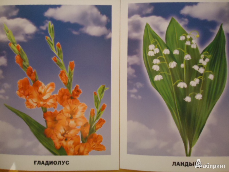 Иллюстрация 9 из 25 для Цветы. Обучающие карточки | Лабиринт - игрушки. Источник: Яхина  Римма Григорьевна