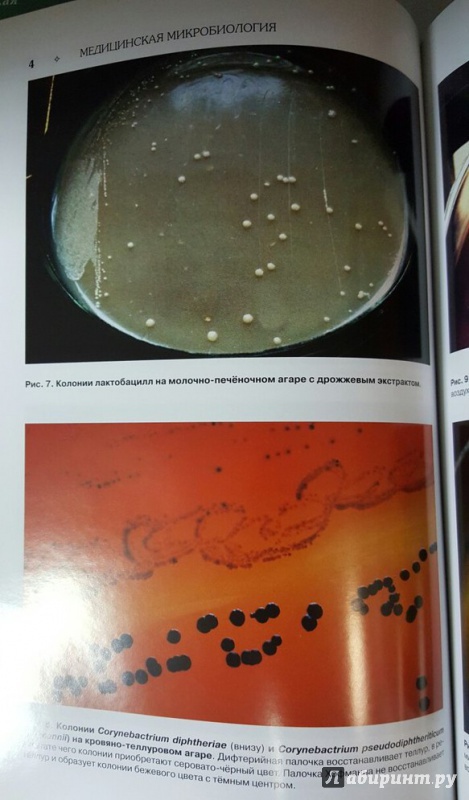 Иллюстрация 7 из 22 для Медицинская микробиология: учебное пособие - Оскар Поздеев | Лабиринт - книги. Источник: Den