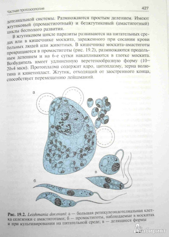 Иллюстрация 29 из 32 для Медицинская микробиология, вирусология и иммунология. В 2-х томах. Том 2 +CD - Зверев, Бойченко, Миронов | Лабиринт - книги. Источник: ВраЧиталла