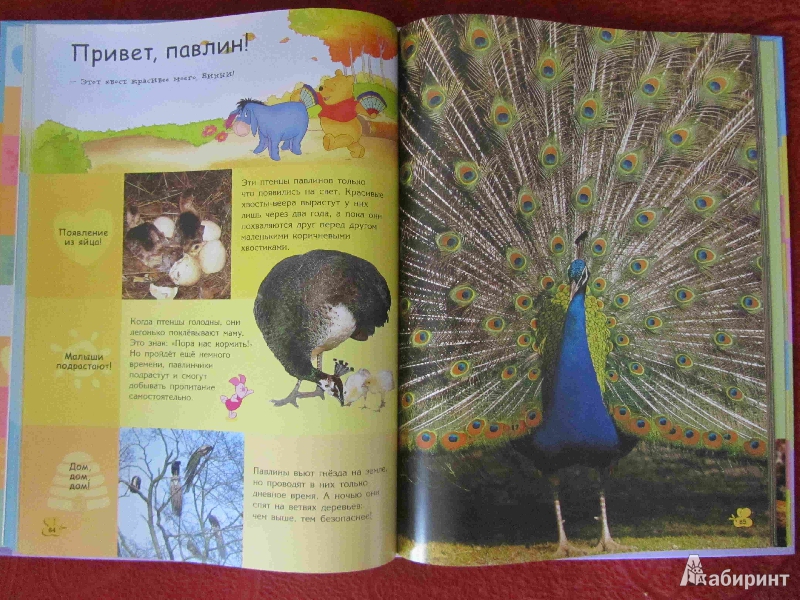 Иллюстрация 60 из 67 для Животные | Лабиринт - книги. Источник: Кравец  Наталья Викторовна
