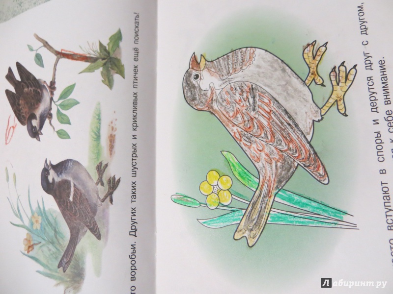 Иллюстрация 24 из 26 для Раскраска "Птицы" | Лабиринт - книги. Источник: Ko-ren