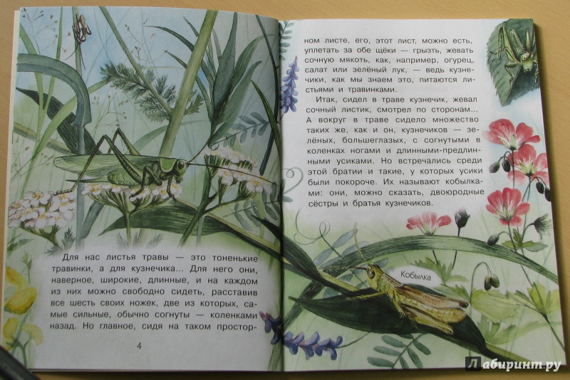 Иллюстрация 21 из 46 для Сидел в траве кузнечик - Юрий Аракчеев | Лабиринт - книги. Источник: Штерн  Яна