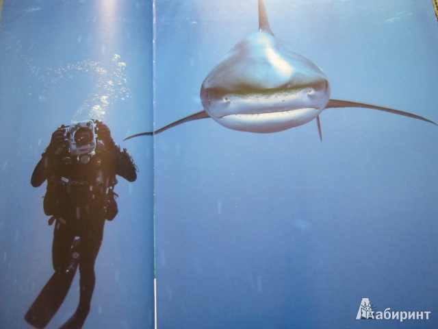 Иллюстрация 29 из 40 для Душа океана - Брайан Скерри | Лабиринт - книги. Источник: Евгения39