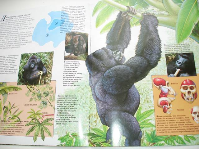 Иллюстрация 76 из 96 для Мир животных (17 книг в боксе) | Лабиринт - книги. Источник: Осьминожка