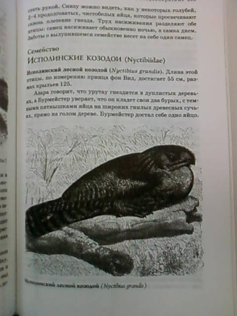 Иллюстрация 58 из 58 для Жизнь животных в одном томе - Альфред Брем | Лабиринт - книги. Источник: lettrice