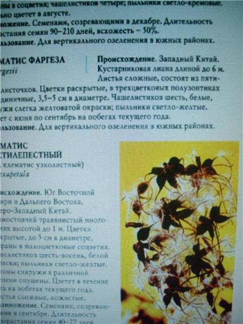 Иллюстрация 16 из 26 для Клематисы - Донюшкина, Зубкова | Лабиринт - книги. Источник: света