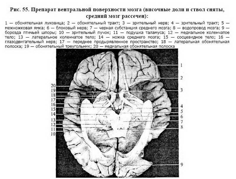 Коленчатые тела мозга. Борозда птичьей шпоры. Птичья шпора мозга. Воронова н. в. - анатомия центральной нервной системы. Птичья борозда.