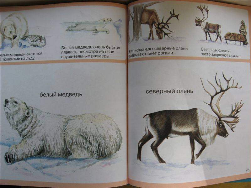Иллюстрация 7 из 35 для Животные - Мари-Рене Пимон | Лабиринт - книги. Источник: Юта