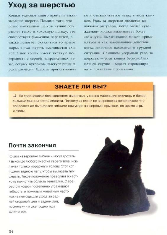 Иллюстрация 13 из 16 для О чем думает ваша кошка - Гвен Бэйли | Лабиринт - книги. Источник: Joker