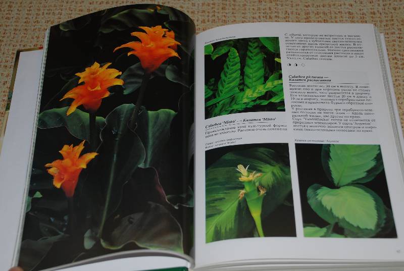 Иллюстрация 39 из 48 для Комнатные растения - Нико Вермейлен | Лабиринт - книги. Источник: МаRUSя