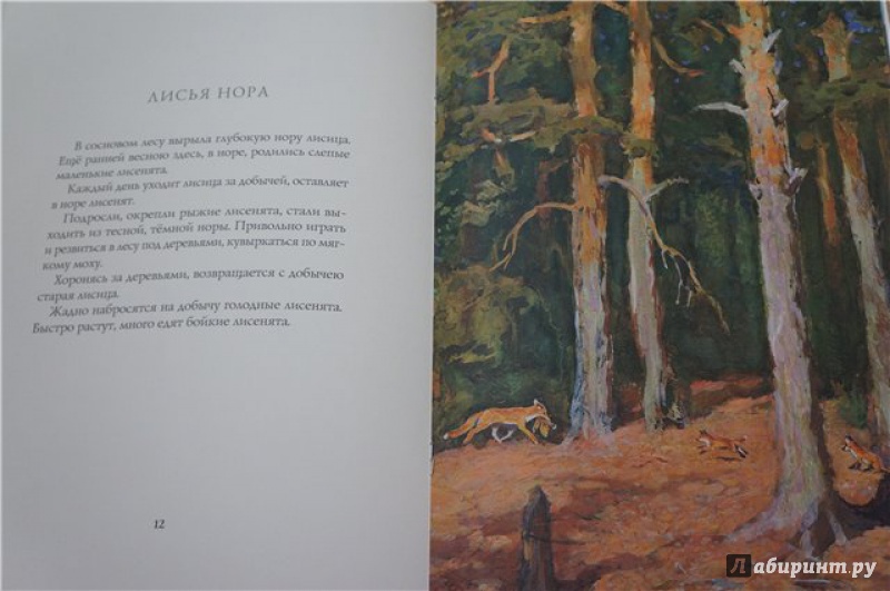Иллюстрация 9 из 14 для Лето в лесу - Иван Соколов-Микитов | Лабиринт - книги. Источник: Екатерина  Екатерина