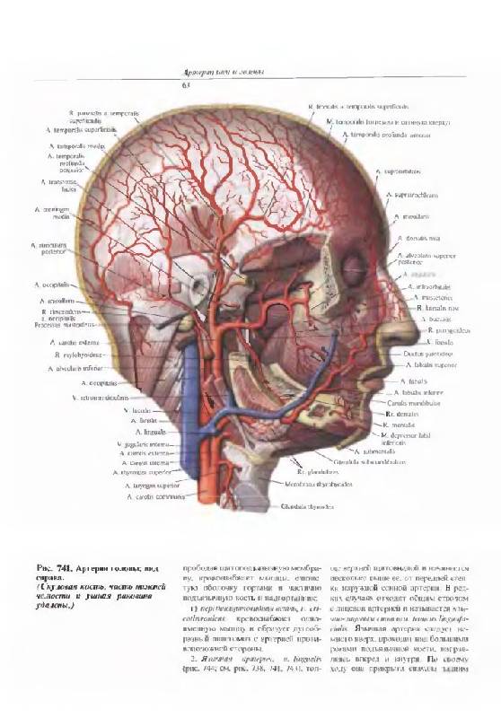 Иллюстрация 11 из 36 для Атлас анатомии человека. В 4-х томах. Том 3. Учение о сосудах и лимфоидных органах - Синельников, Синельников, Синельников | Лабиринт - книги. Источник: Юта