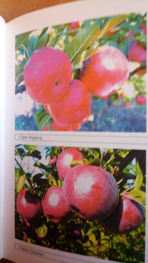 Иллюстрация 1 из 6 для Плодовые деревья: Лучшие сорта - Немичева, Ярушников, Чигрин | Лабиринт - книги. Источник: Наталья
