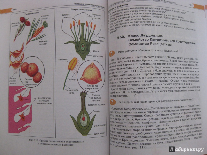 Иллюстрация 22 из 34 для Биология. Растения, бактерии, грибы, лишайники. 6 класс. Учебник - Трайтак, Трайтак | Лабиринт - книги. Источник: Лабиринт