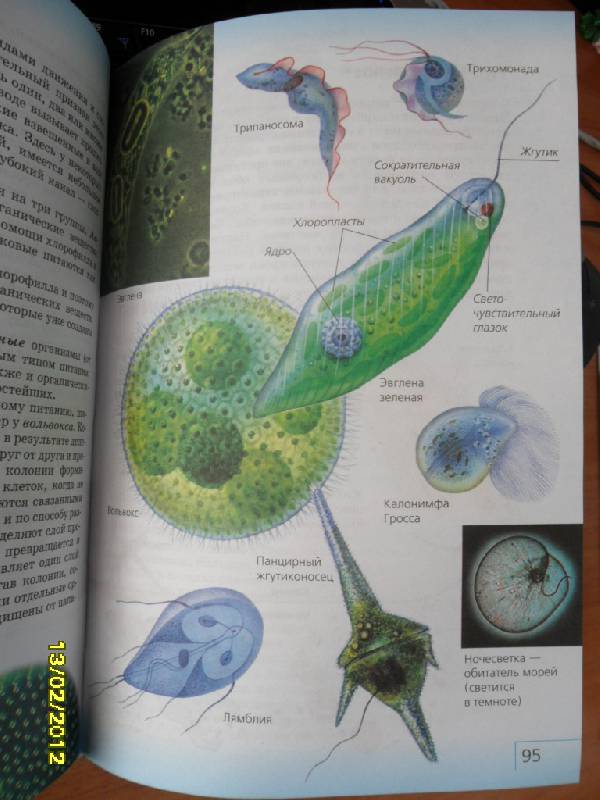 Иллюстрация 6 из 11 для Биология. Многообразие живых организмов. 7 класс (+ CD) - Сонин, Захаров | Лабиринт - книги. Источник: Ankosik