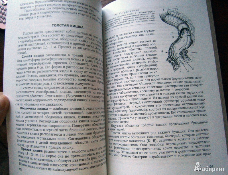 Иллюстрация 16 из 16 для Основы медицинских знаний (анатомия, физиология, гигиена человека и оказание первой помощи) - Гайворонский, Гайворонский, Виноградов, Ничипорук | Лабиринт - книги. Источник: D8  _