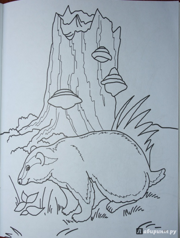 Иллюстрация 32 из 34 для У зверей лесной обед - Юрий Чичев | Лабиринт - книги. Источник: Рудис  Александра