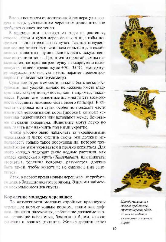 Иллюстрация 8 из 16 для Красноухие черепахи. Содержание и уход - Райнер Прашага | Лабиринт - книги. Источник: Юта