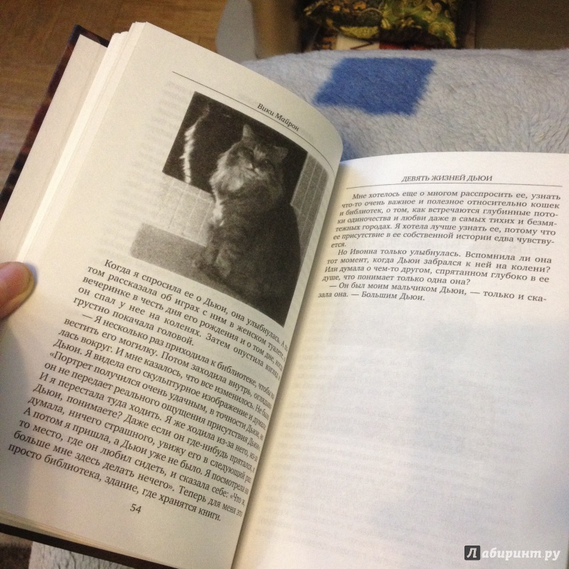 Иллюстрация 10 из 17 для Девять жизней Дьюи. Наследники кота из библиотеки, который потряс весь мир - Вики Майрон | Лабиринт - книги. Источник: la_framboise
