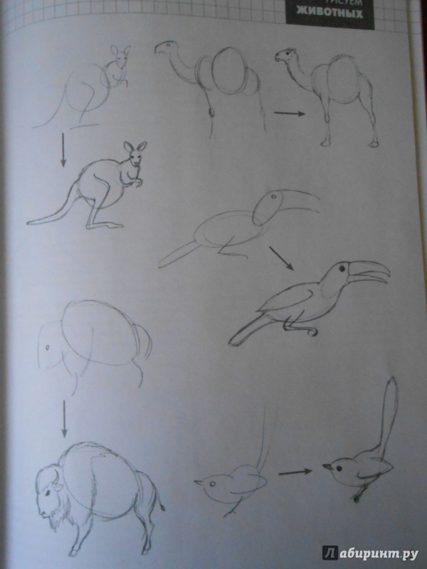 Иллюстрация 25 из 30 для Рисуем животных - Питер Грей | Лабиринт - книги. Источник: Леан