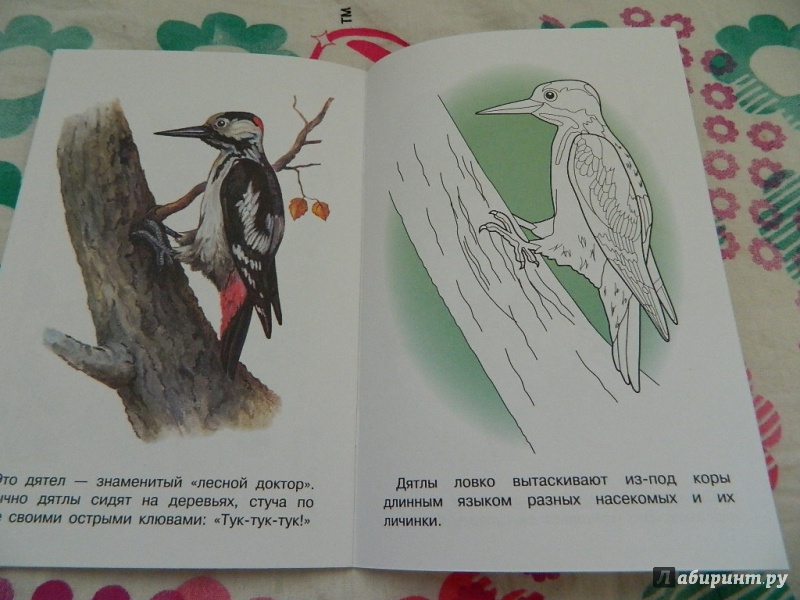 Иллюстрация 21 из 26 для Раскраска "Птицы" | Лабиринт - книги. Источник: Nnatalek