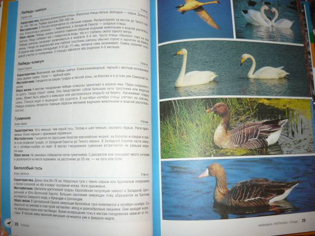Иллюстрация 4 из 6 для Амфибии, рептилии, птицы - Клаус, Пухта | Лабиринт - книги. Источник: Ромашка:-)